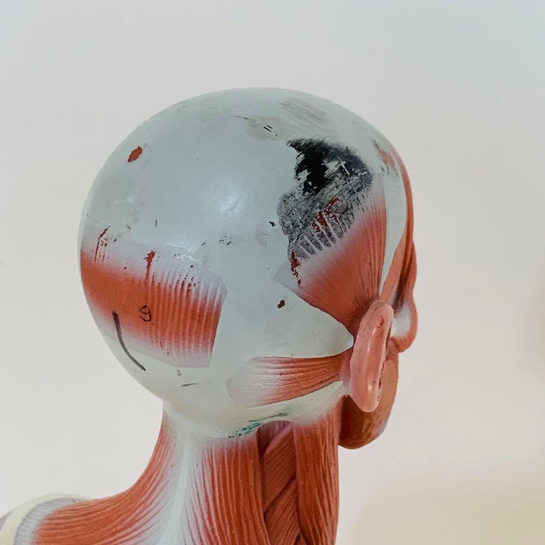 3B scientific 筋肉解剖 模型 1/4倍大・2分解モデル 人体模型