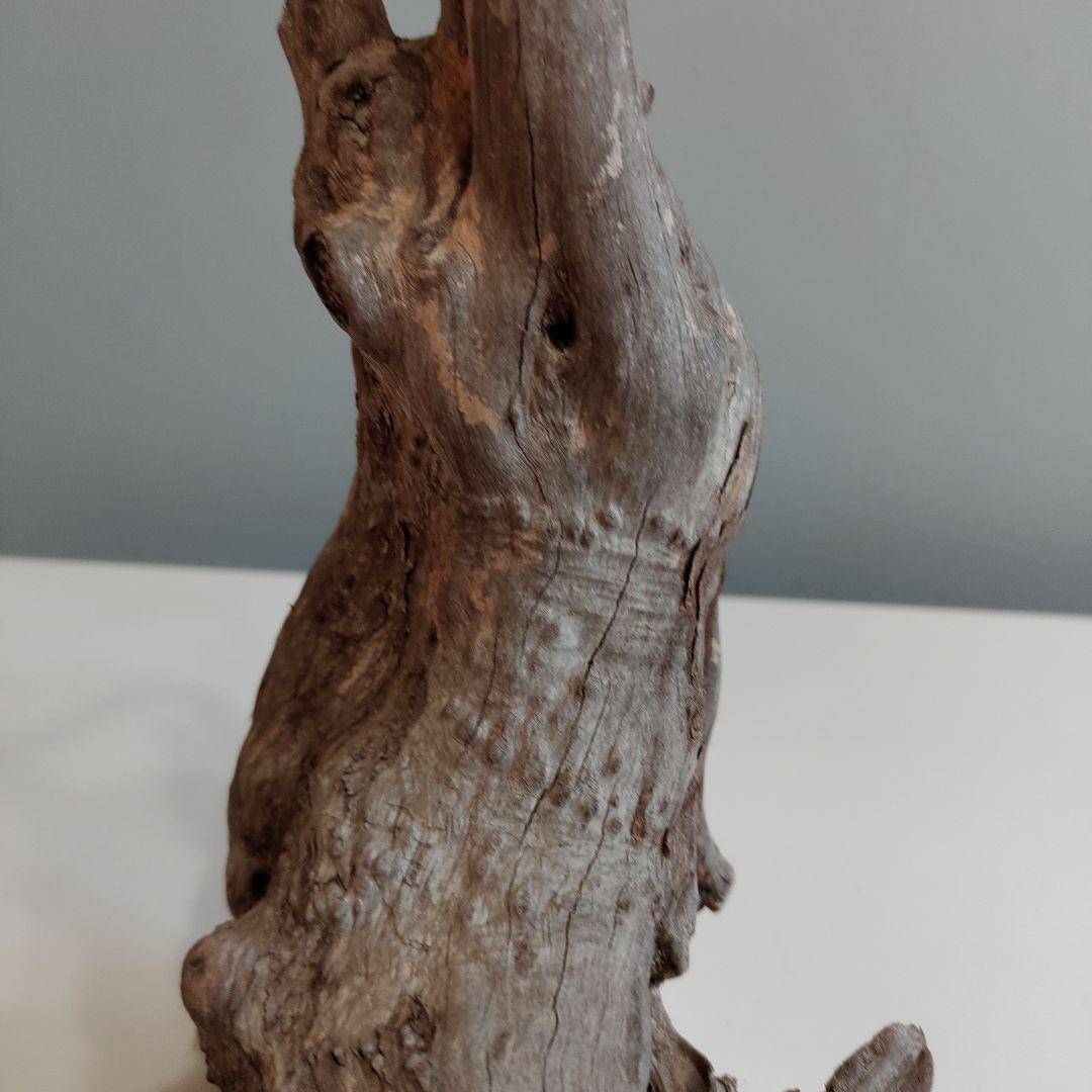 ホーンウッド アクアリウム 爬虫類 登り木 流木 w22×d12×h27