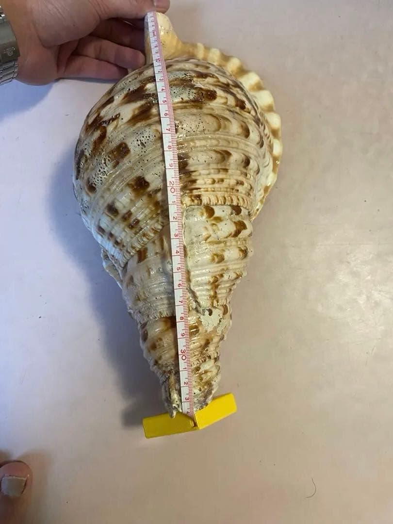 法螺貝　ホラ貝　34cm 1キロ前後