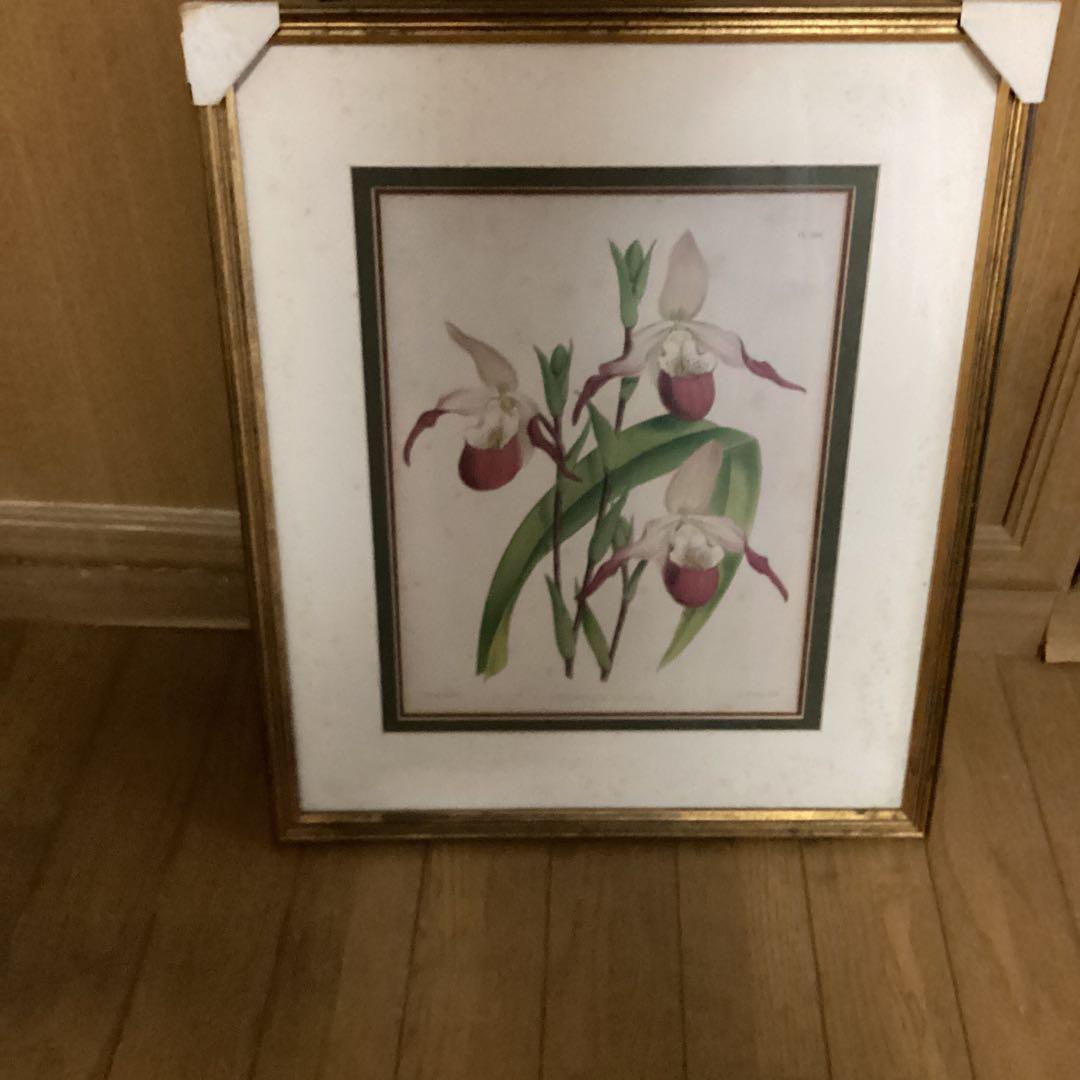 シペリウジウム　カルルム　【蘭科アツモリ草属】シンガポールラッフル