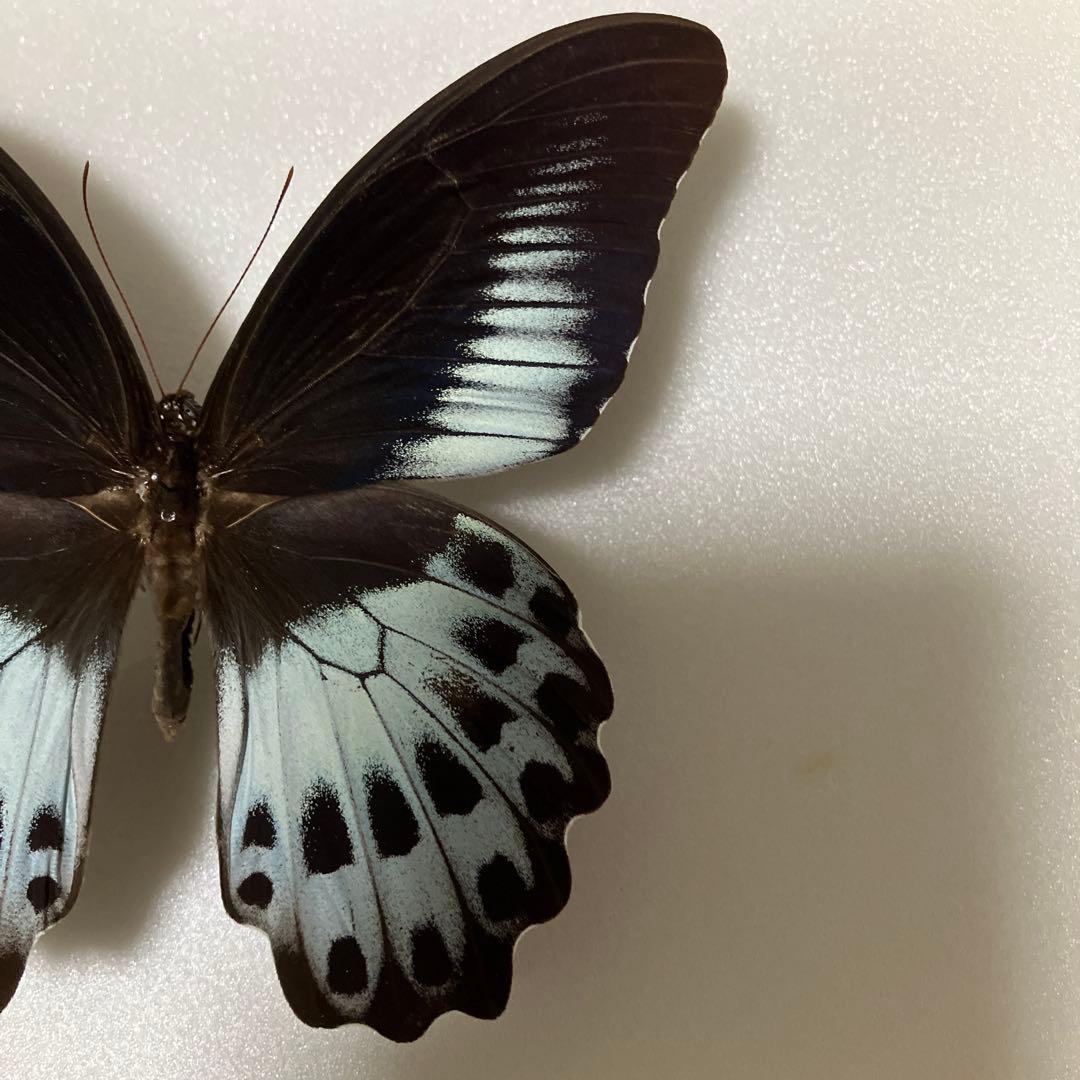 テンジクアゲハ