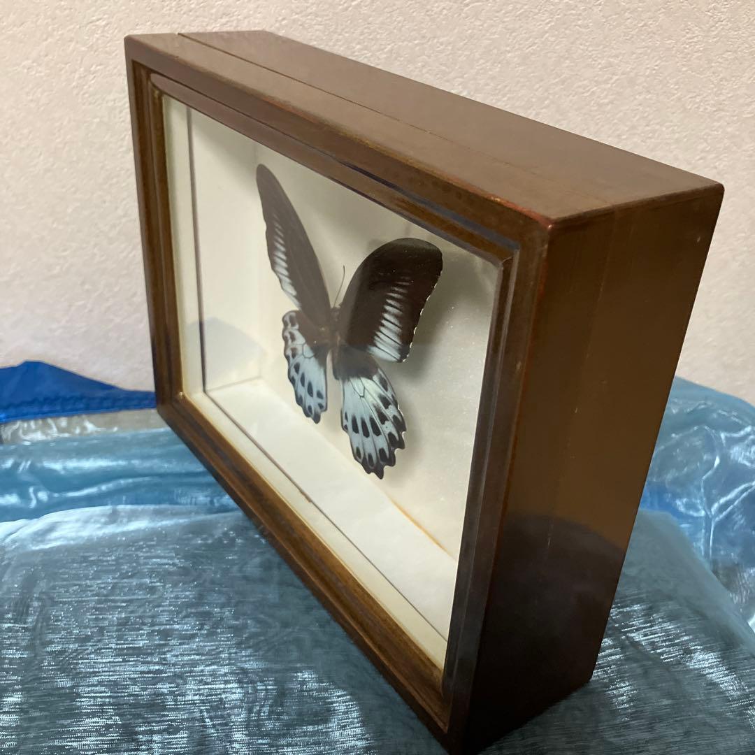 テンジクアゲハ