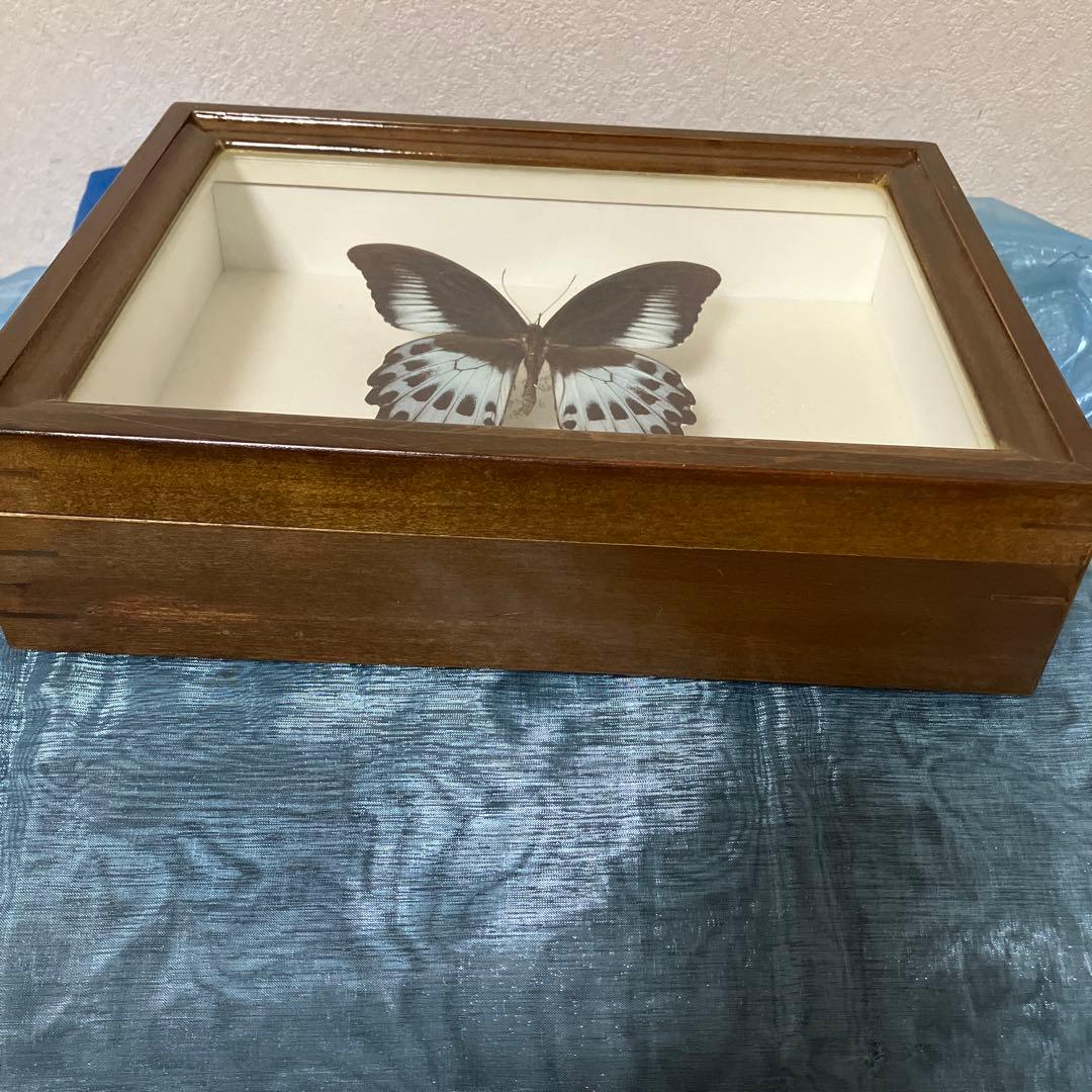 テンジクアゲハ