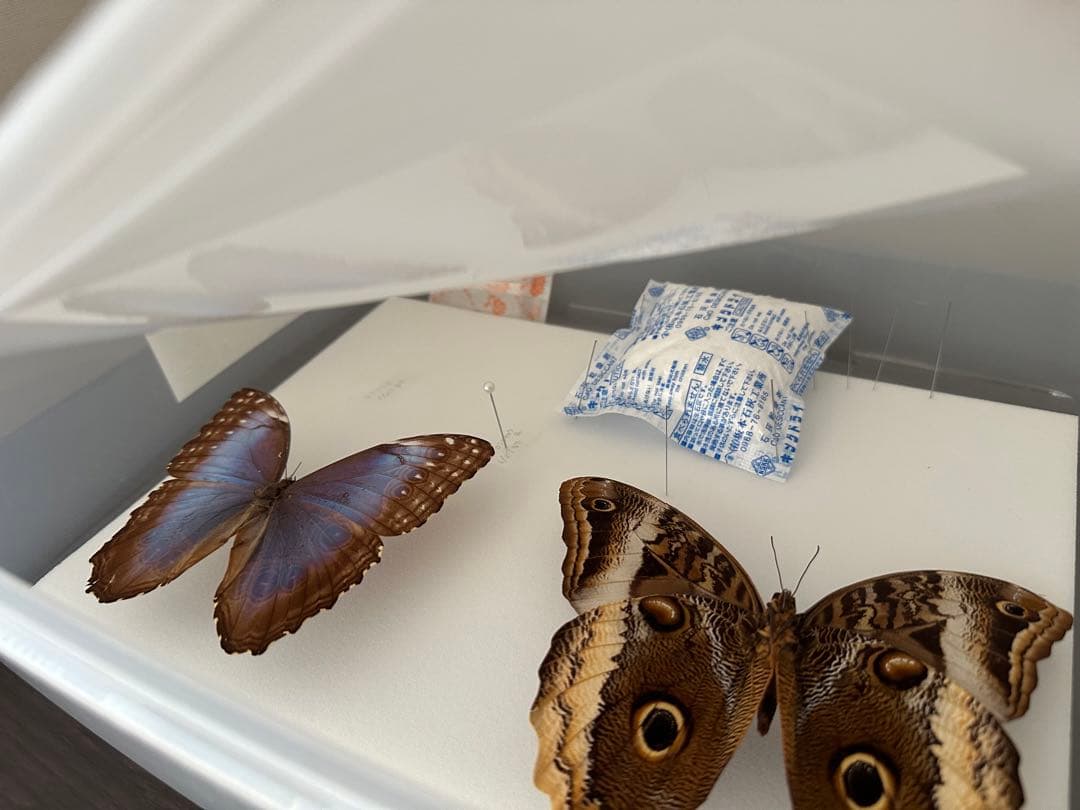 【にこベー★】標本箱ドイツ箱 黒色 UV加工6箱 蝶と蛾の標本