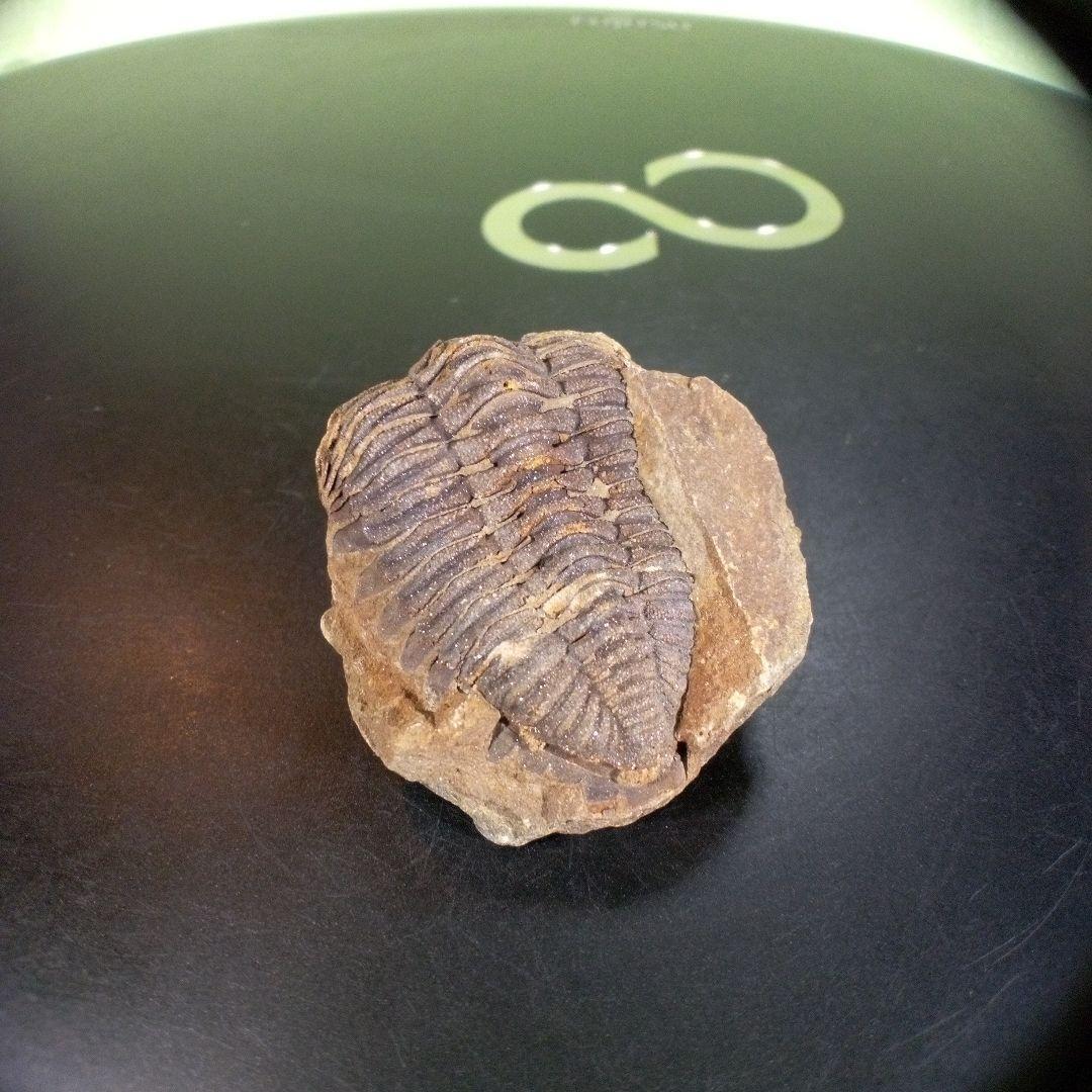 三葉虫　化石　ボリビア産　南アメリカ　trilobite　Bolivia三葉虫①