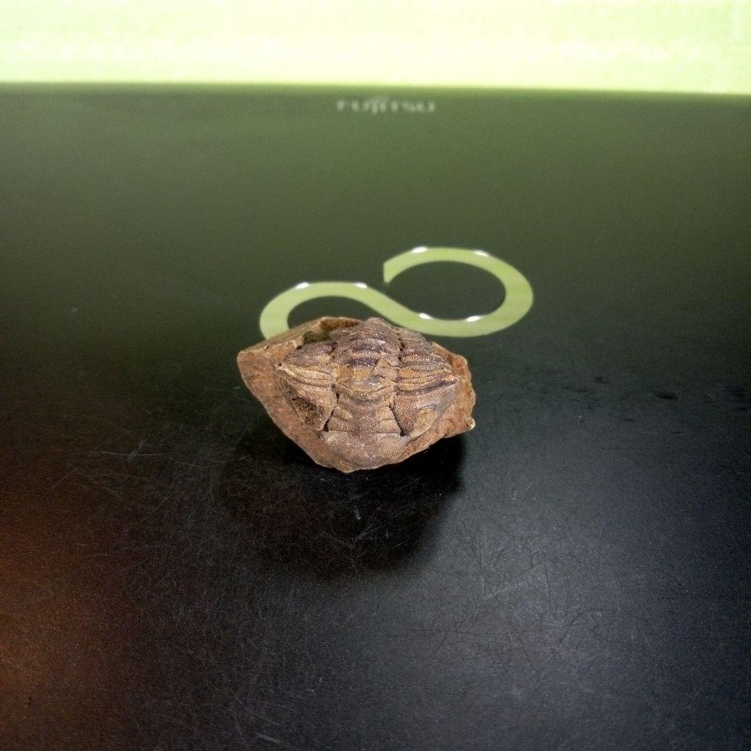 三葉虫　化石　ボリビア産　南アメリカ　trilobite　Bolivia三葉虫①