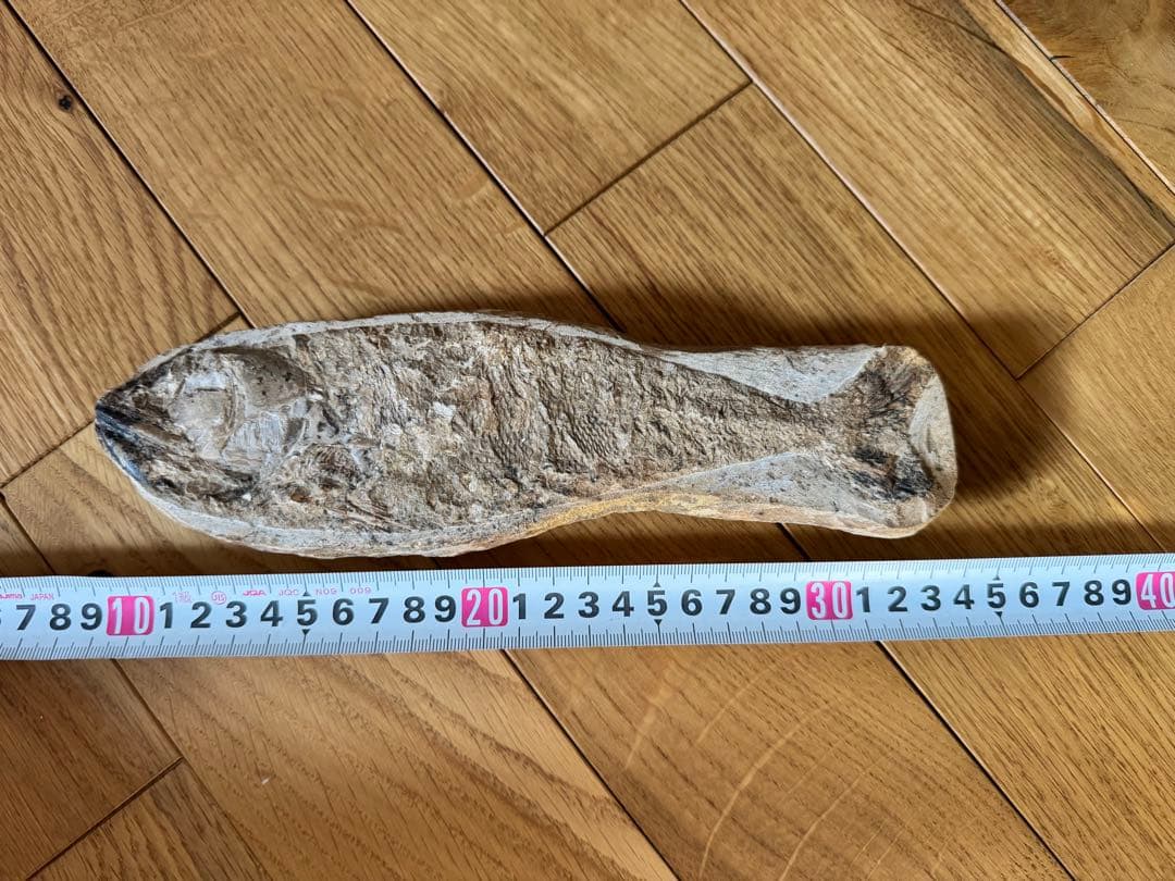 魚の化石 約30cm
