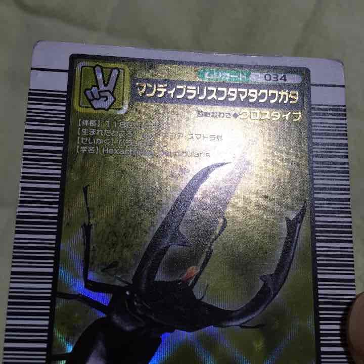 訳アリ確認用。マンディブラリス