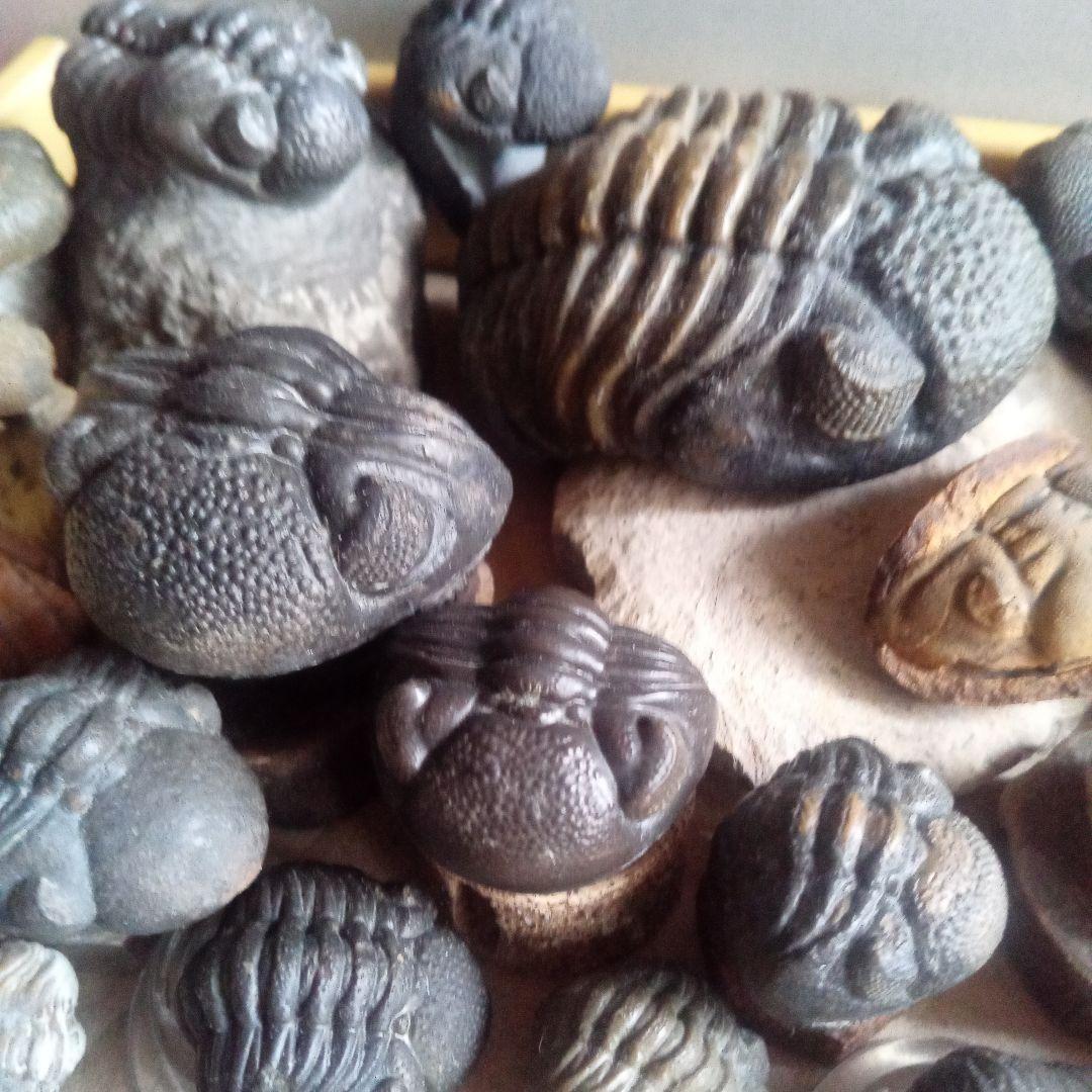 化石　骨格　標本　三葉虫　ファコプス　大型種