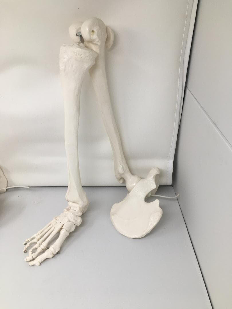 実物大 人体骨格模型　右下肢骨モデル