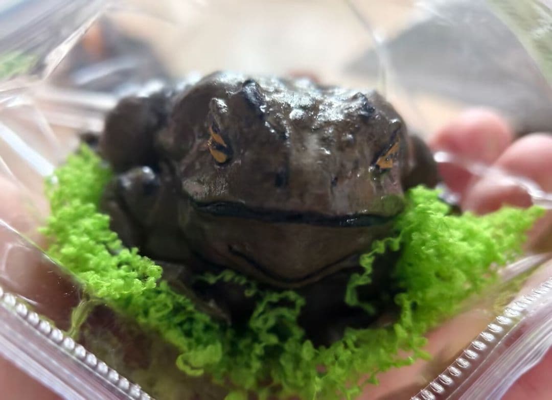 リアルカエルフィギュア 手のひらサイズ