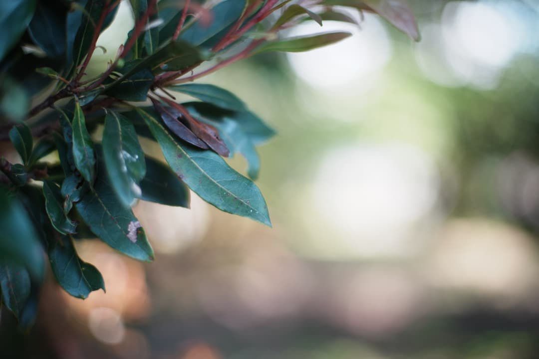 【極美品】Carl Zeiss Planar 50mm F1.4 MMJ 461