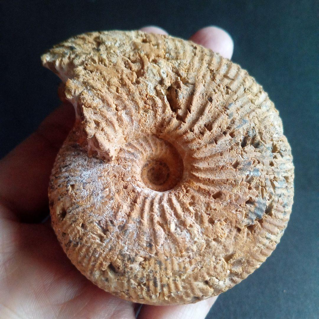 化石　骨格　標本　ジュラ紀　密巻きアンモナイト　希少種