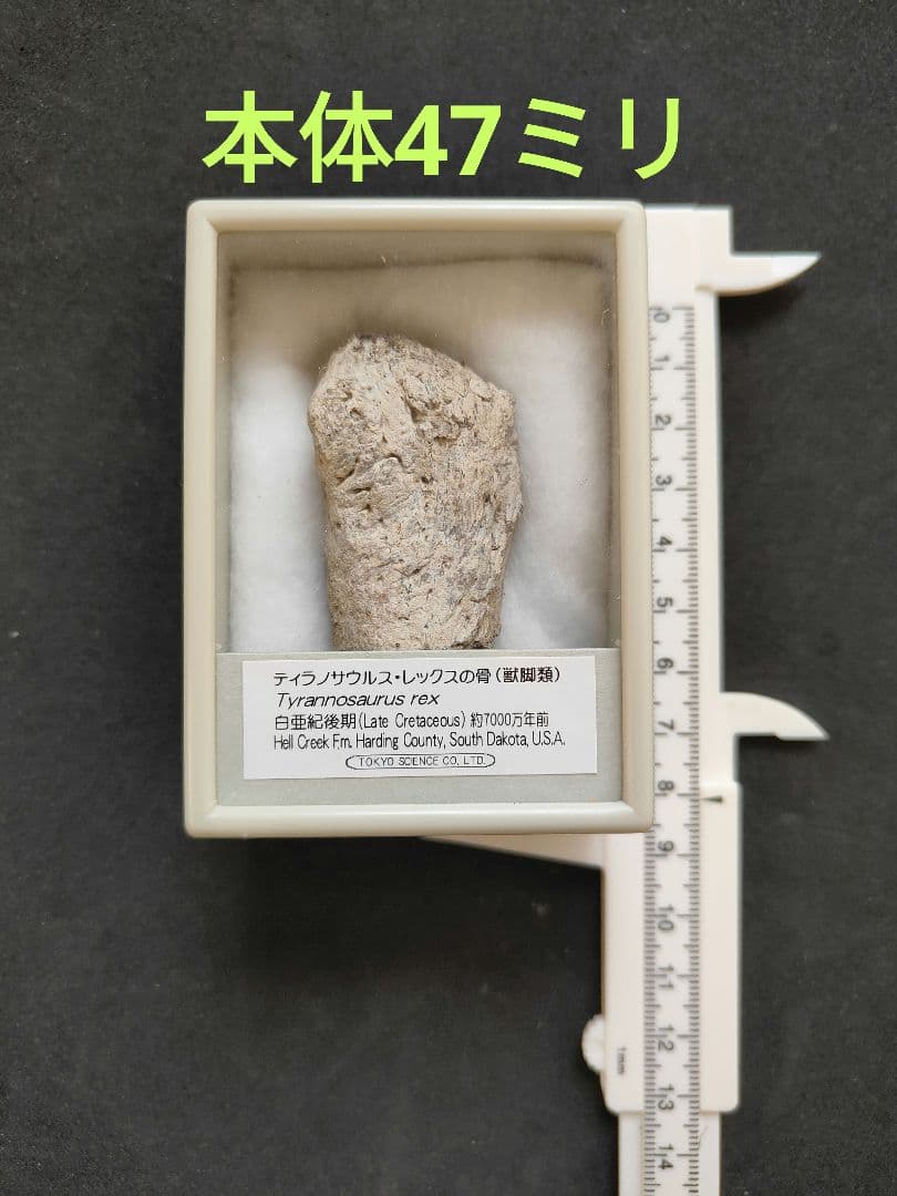 ティラノサウルスレックスの化石