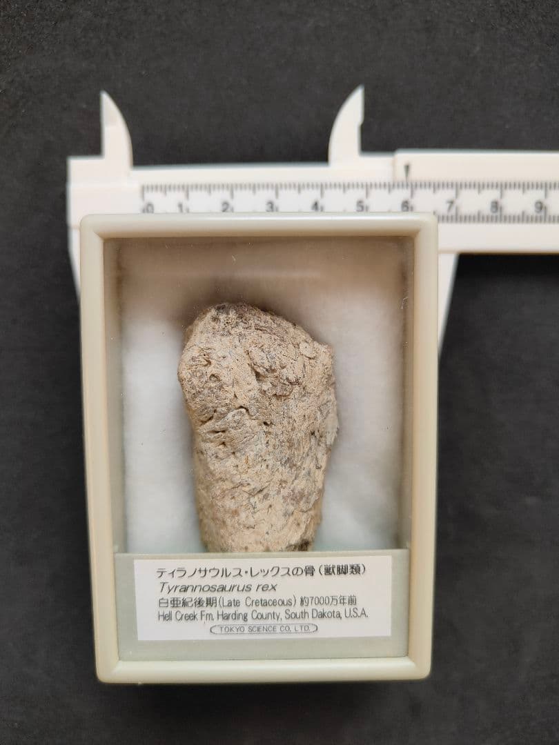 ティラノサウルスレックスの化石