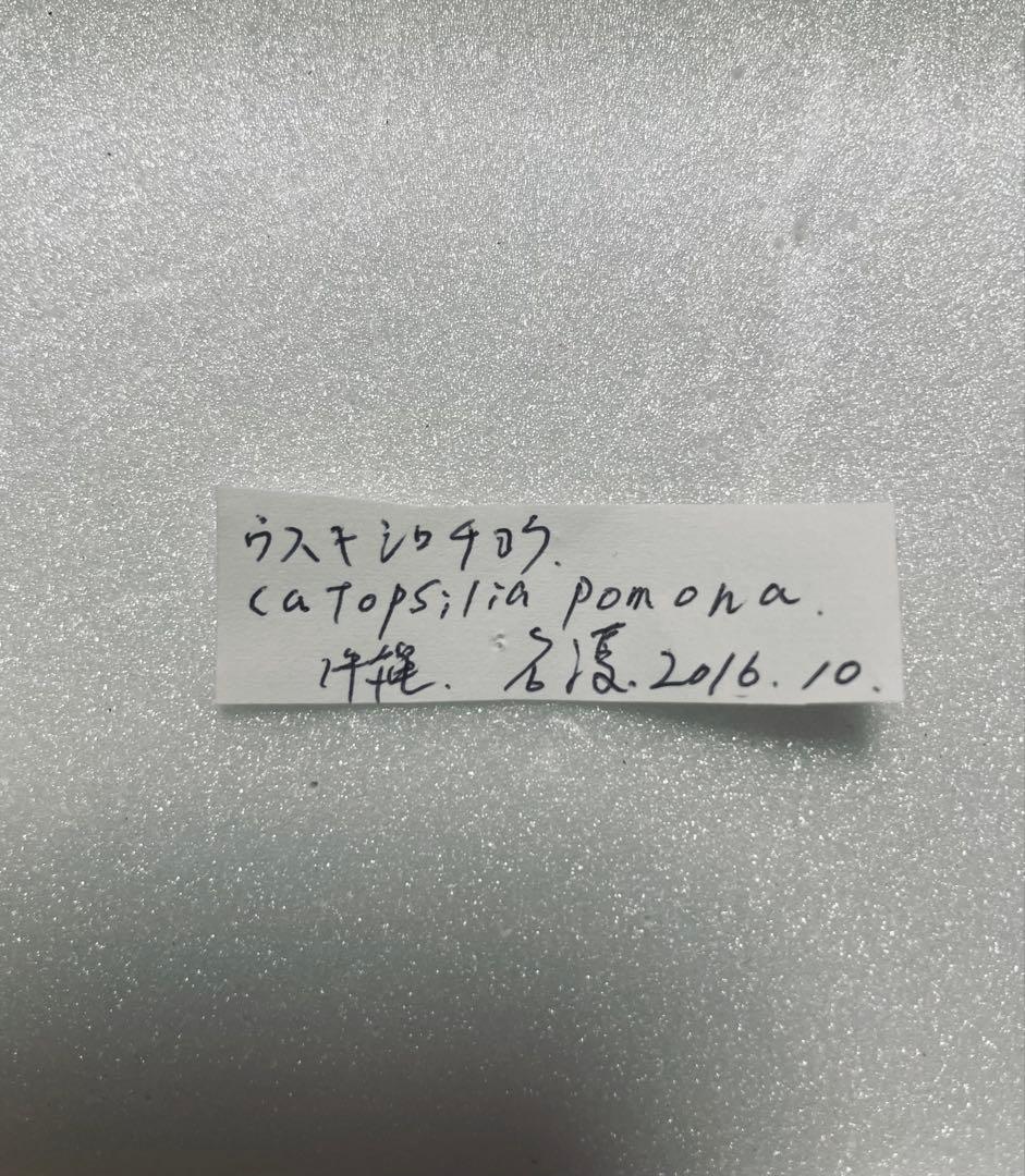 【異常型】ウスキシロチョウ（沖縄産、メス）