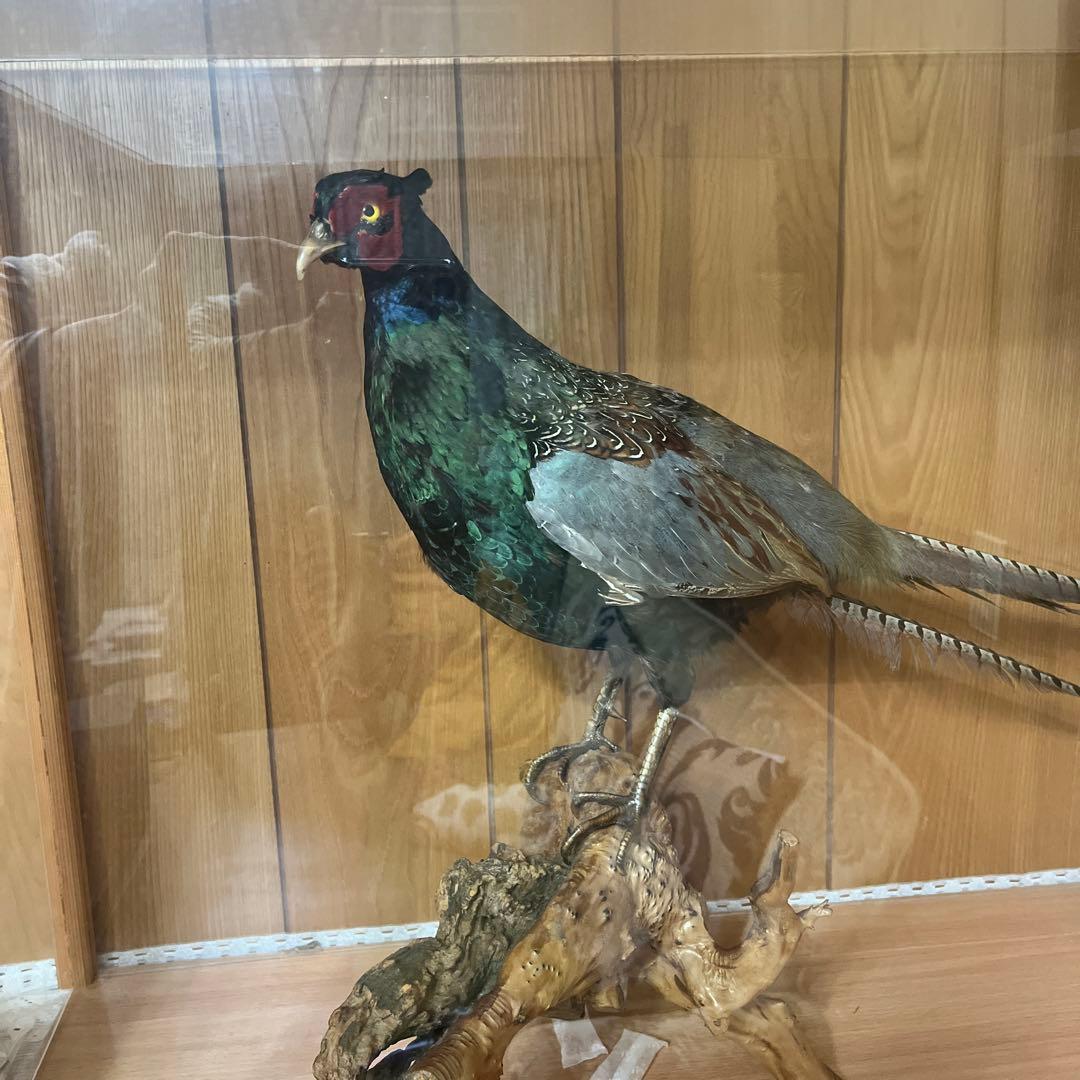キジ 標本 約30cm