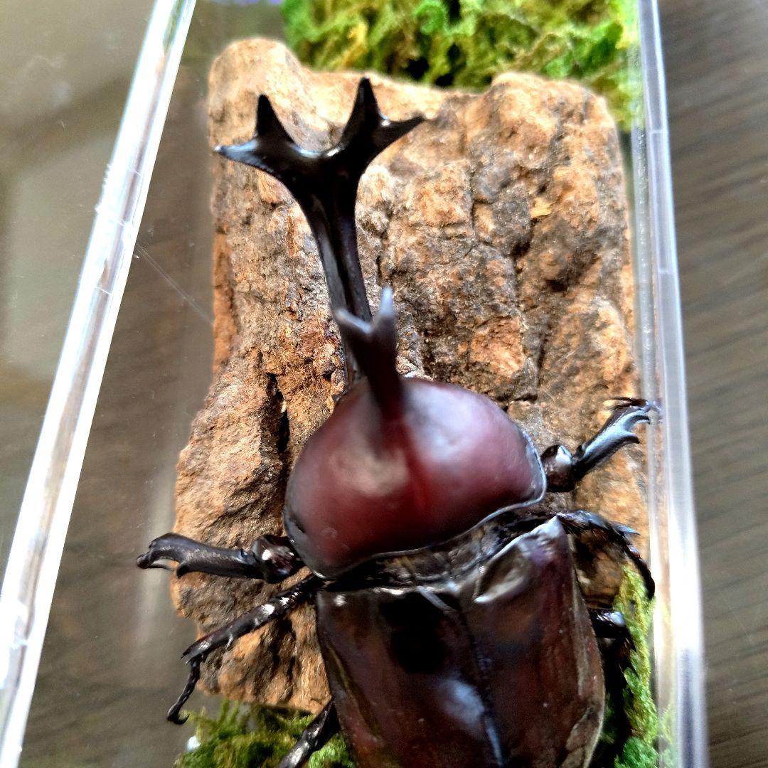 野生超特大巨大頭角カブトムシ標本82mm頭角幅20.5mm胸角幅5.9mmぐらい