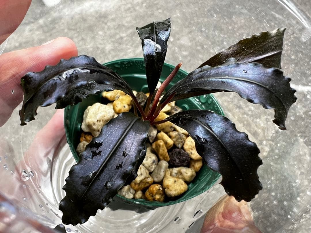 Bucephalandra sp.Ghost Kalimantan ①