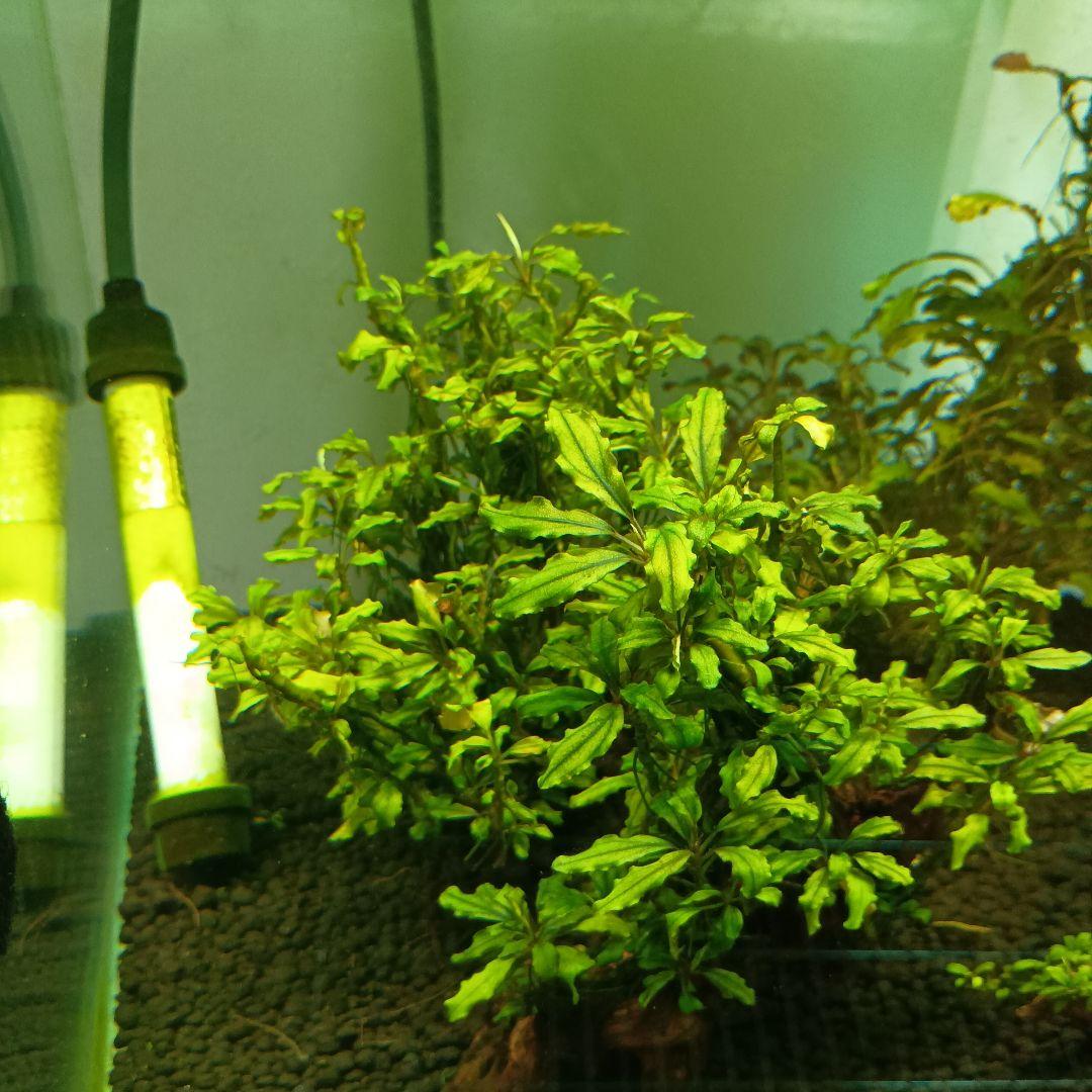 ブセファランドラ　西カリマンタン