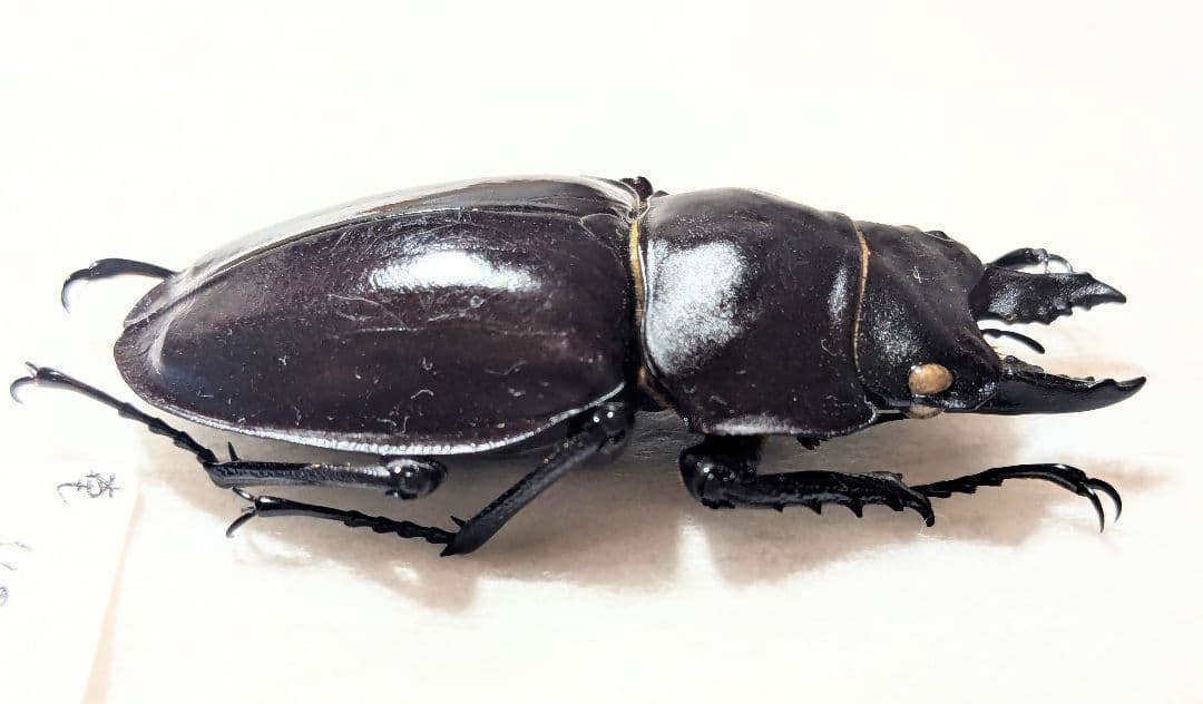 奄美　アマミマルバネ