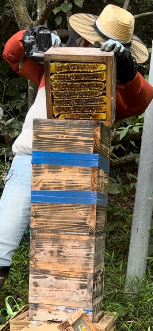 日本ミツバチ重箱式巣箱　捕獲飼育用