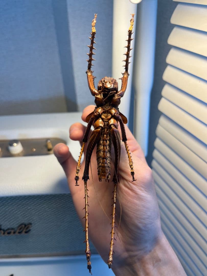 【螽斯最大級】トゲキリギリス 標本 スパイニーロブスター ナナフシコノハムシ