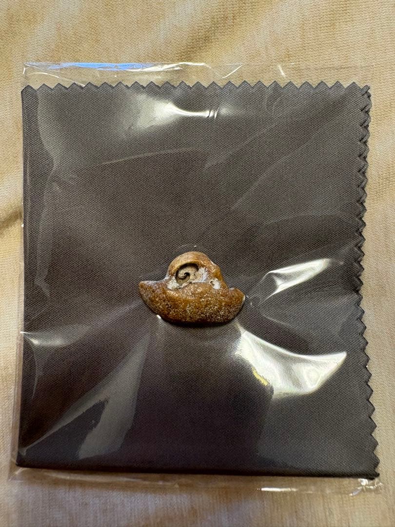 【幸運の御守り】イルカの耳骨