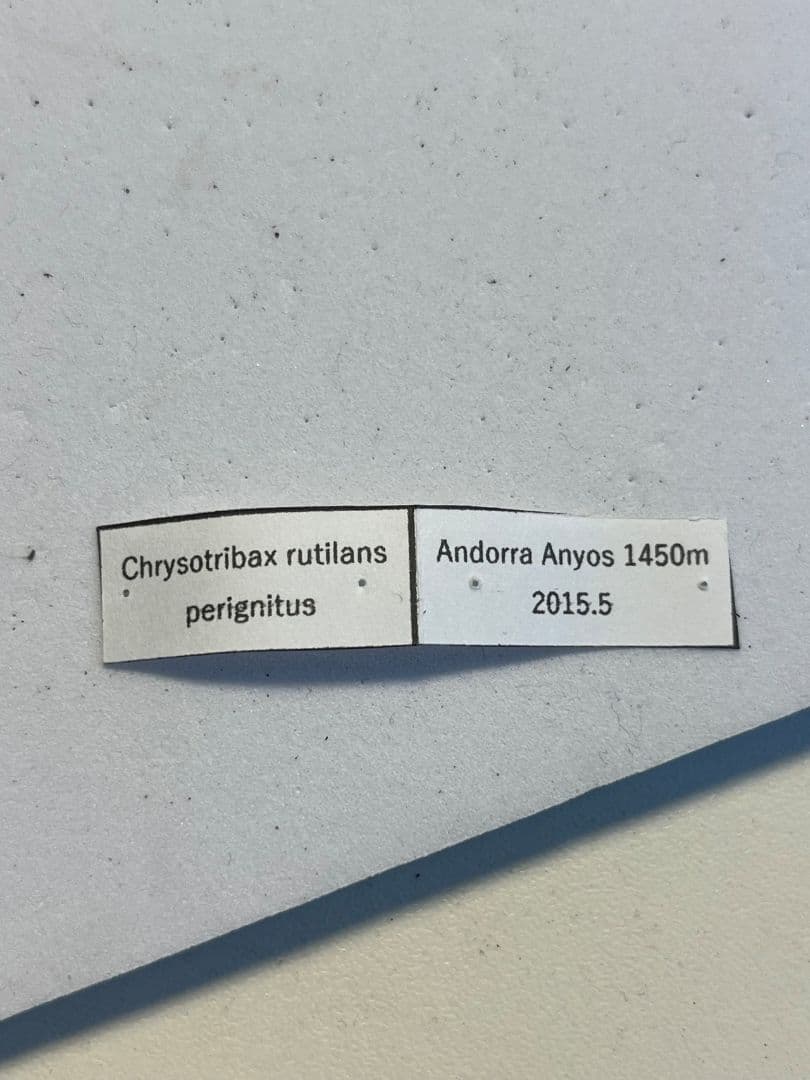 【29mm】Chrysotribax rutilans カブリモドキオサムシ標本