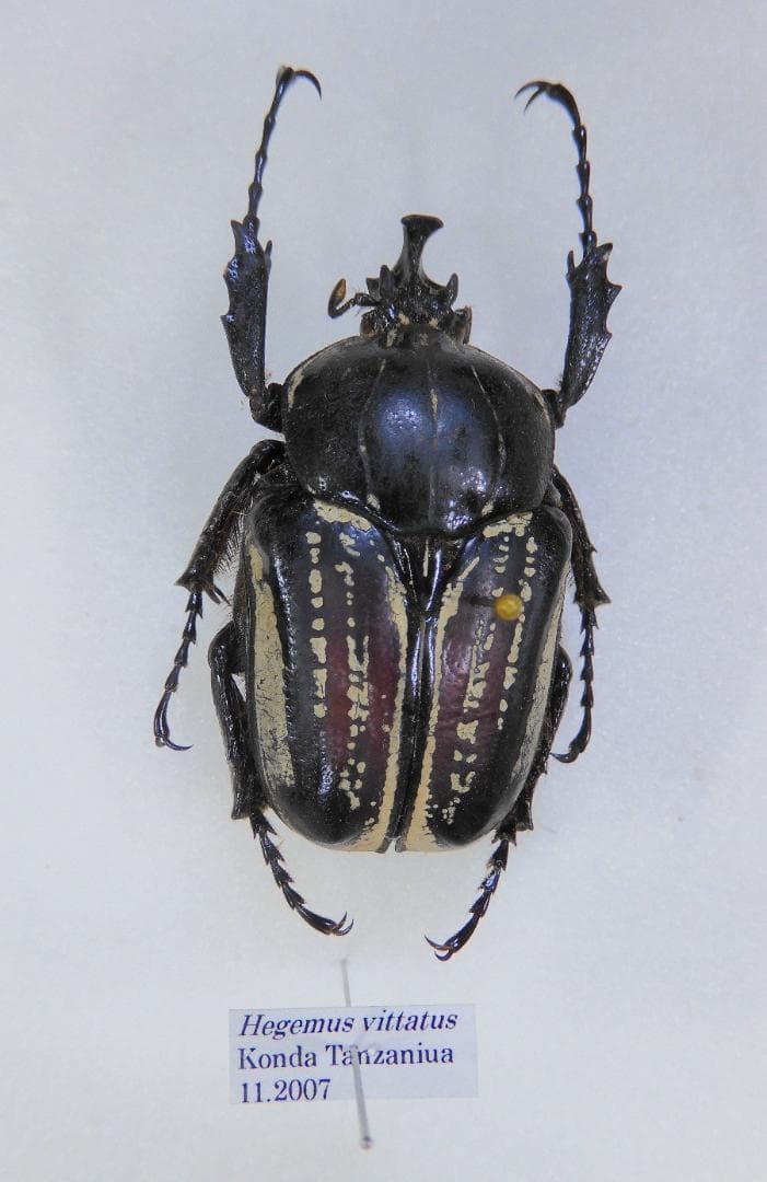 タンザニア産　タンザニアヒラズカナブン　45mm