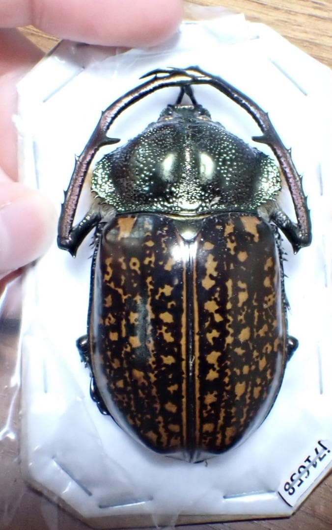 希少産地　ゲストロテナガコガネ　標本　色がいい