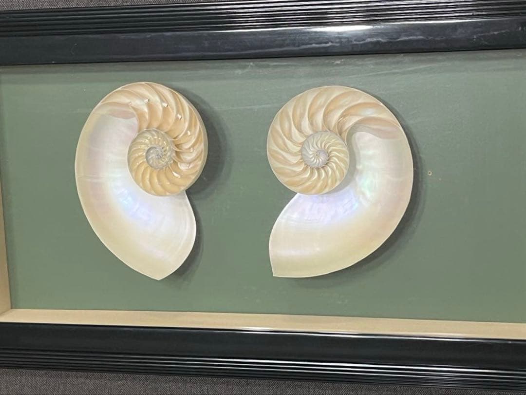 オウムガイ　ハーフカット　額入