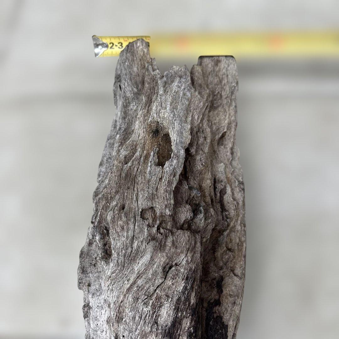 流木インテリア　爬虫類