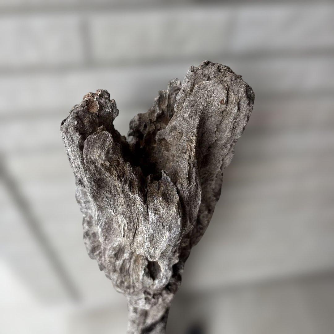 流木インテリア　爬虫類