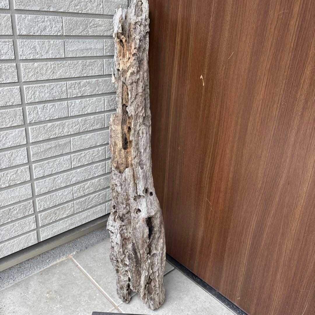 流木インテリア　爬虫類