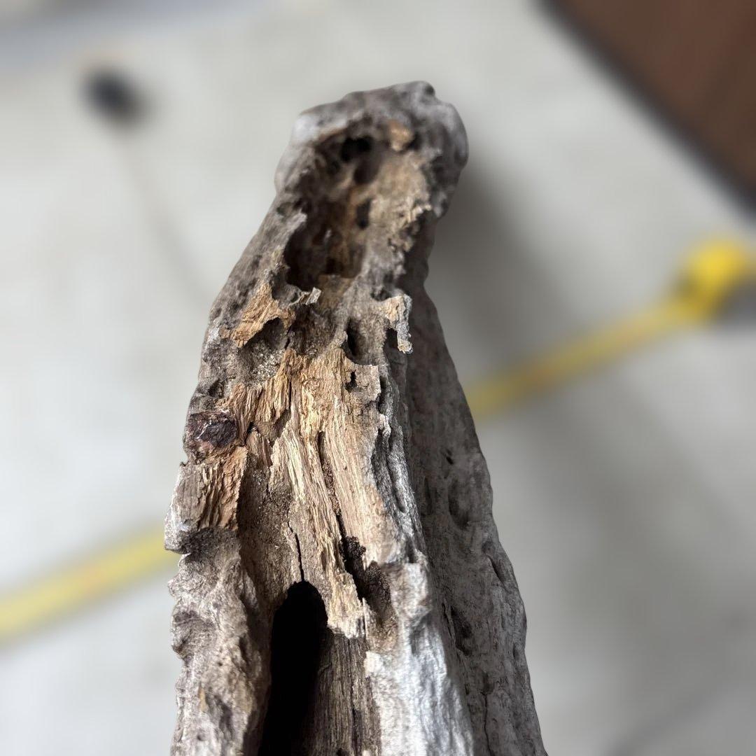 流木インテリア　爬虫類