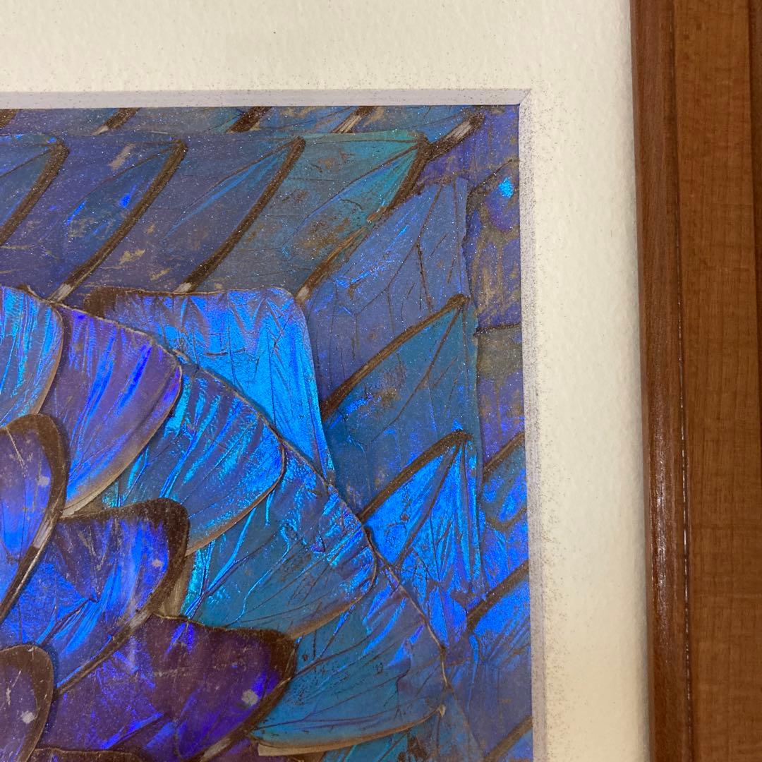 大型　モルフォ蝶　羽アート　標本　珍サイズ　高さ90センチ　ビンテージ