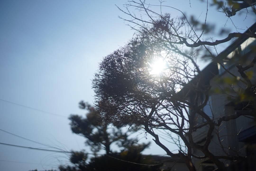 LEICA SUMMICRON-M 50mm F2 初期-前期型