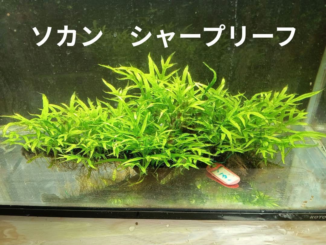サウザーさま専用　特大ミクロソリウムsp.ソカン　シャープリーフ流木活着