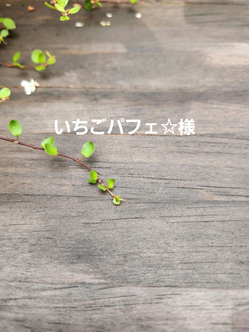 いちごパフェ☆様✨専用ハンドメイドふわふわ小さいタッセルチャーム約８×4cm T