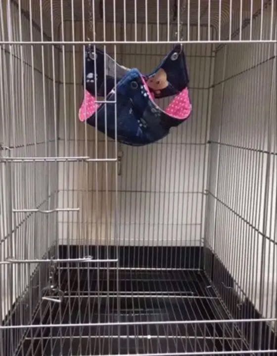 モモンガハウス（ニコちゃん星柄・Ⅱ‐1）   秋・春仕様  1950円