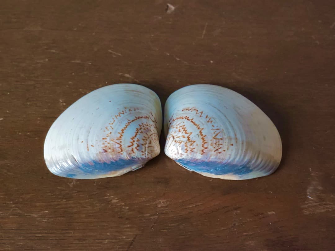 加陽　一瓢斎　源氏貝合せ　鶴色絵　蛤香合　茶道具　香道具　箱付　Q2257