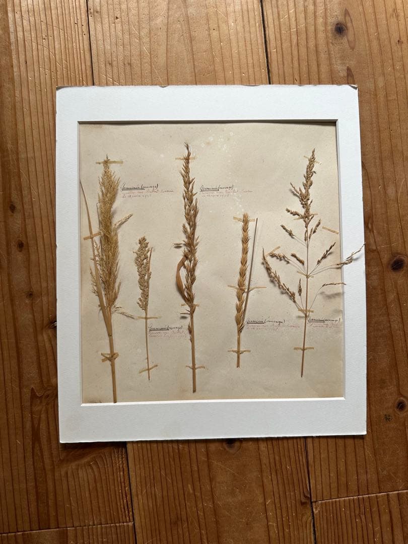 植物標本 フランスブロカント