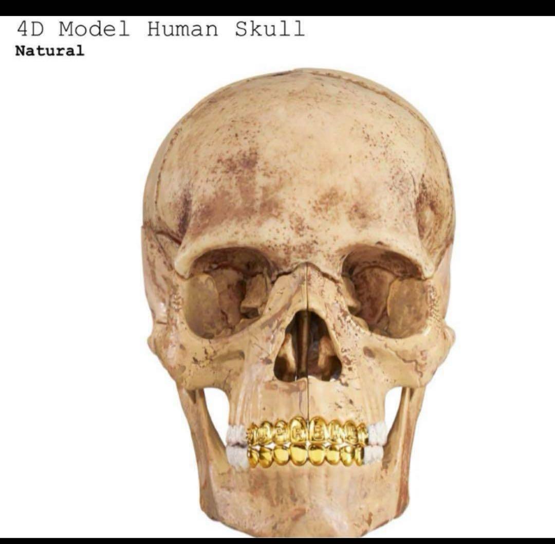 SF・ファンタジー・ホラー Supreme 4D Model Human Skull