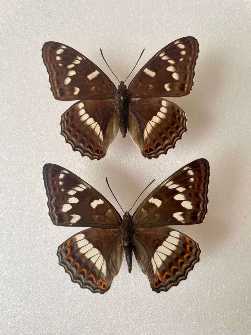 【ペア】オオイチモンジ（北京産）