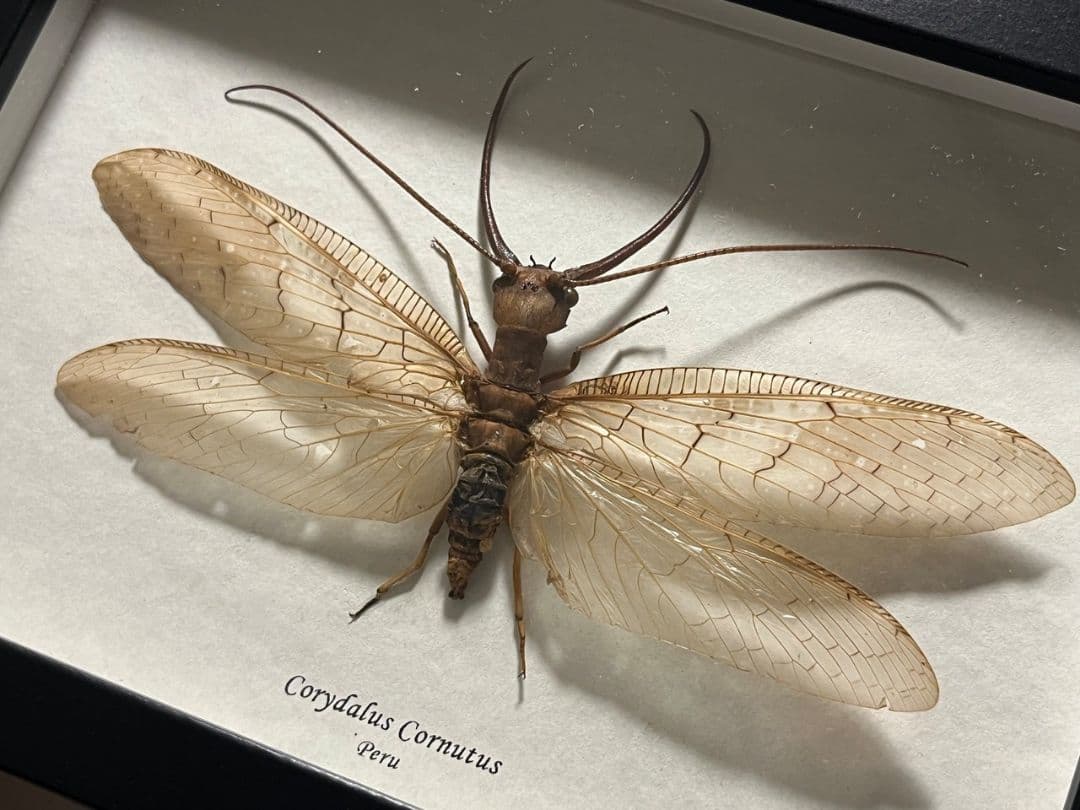 【顎特大】オオアゴヘビトンボ ペルー産 奇蟲 タランチュラ ムカデ 標本
