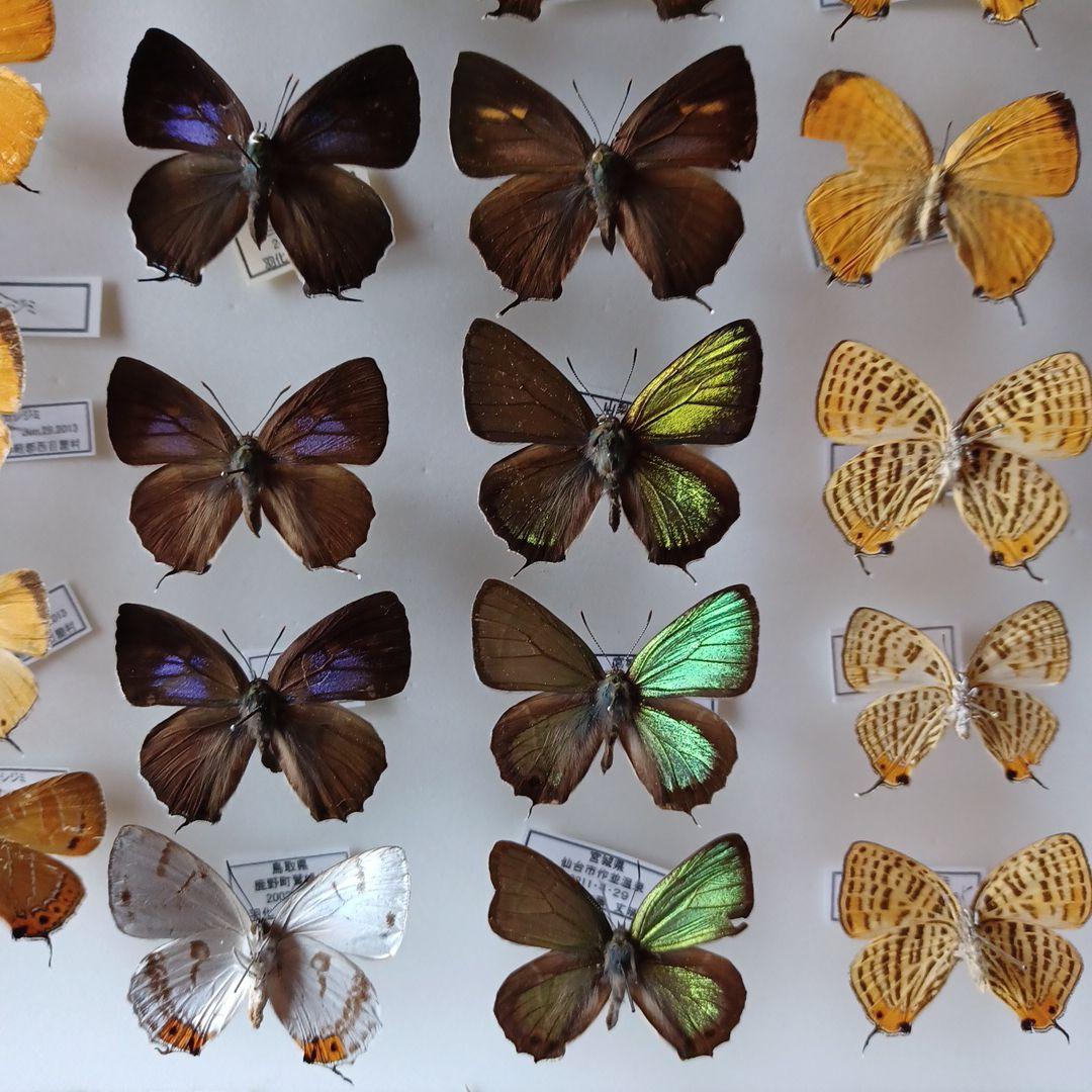 蝶標本　日本ゼフィルス選　20種99頭
