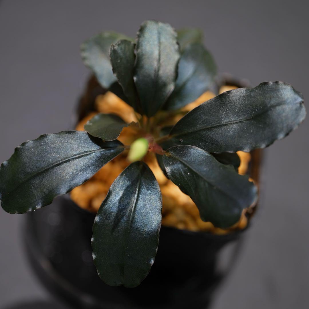 ヤーマンさんBUCEPHALANDRA Nanga Pino SuperBlue