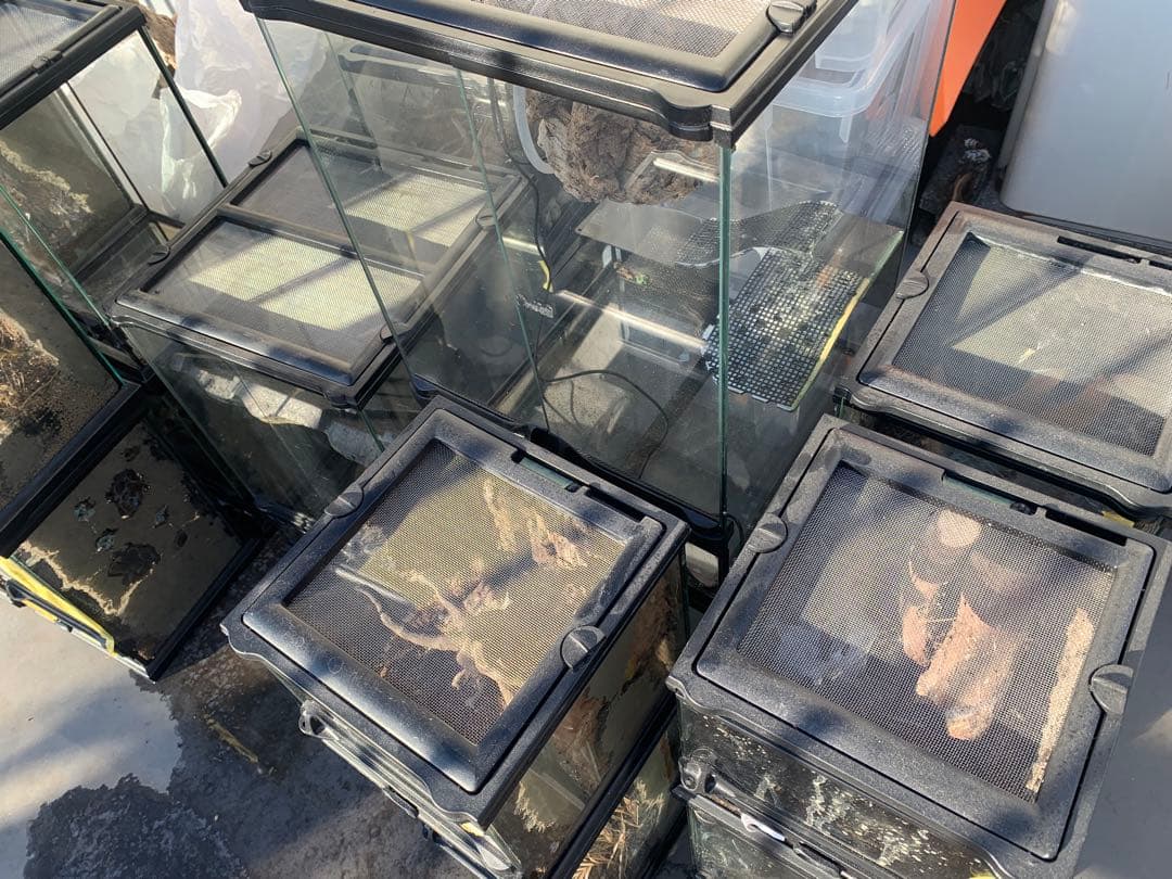 エキゾテラ　グラステラリウム　3045 レイアウト仮組み