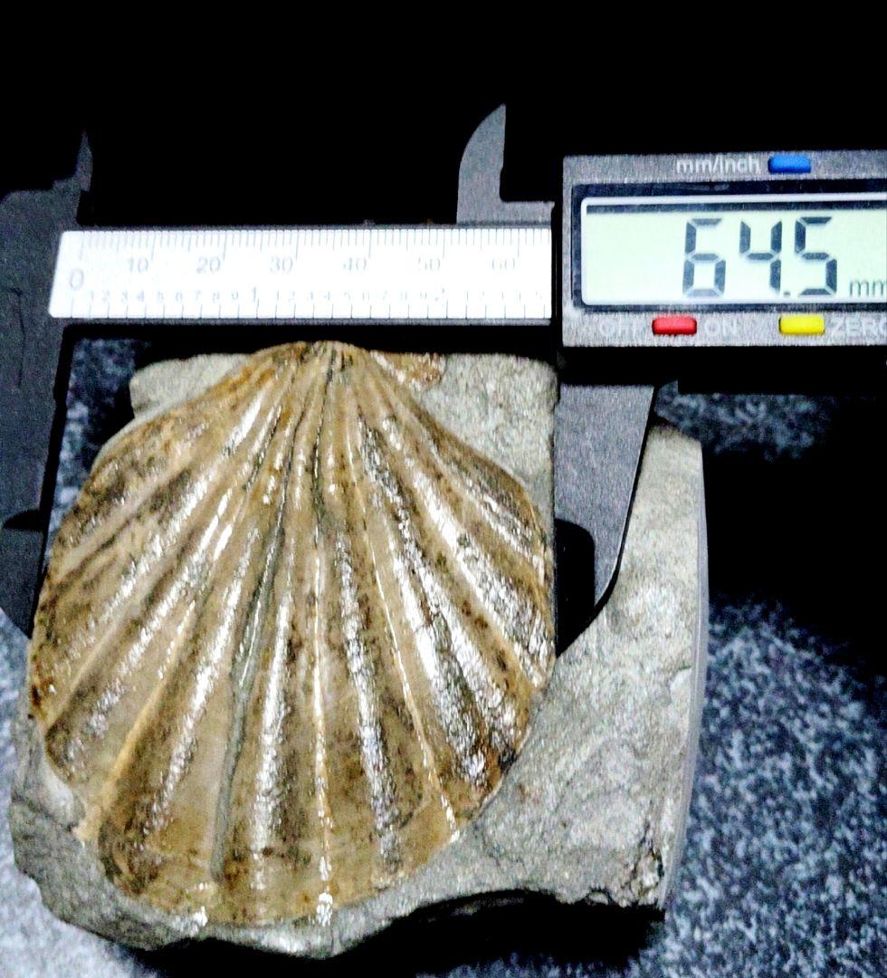 はにわ★ようばけ化石★古秩父湾【1550万年前のホタテ0.8kg】